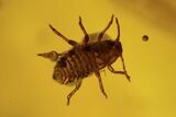 Several Fossil Aphids (Sternorrhyncha) In Baltic Amber #87199-4